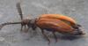 Drilus flavescens